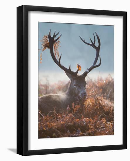 A Red Stag Adorns Himself with Foliage on a Winter Morning in Richmond Park-Alex Saberi-Framed Photographic Print