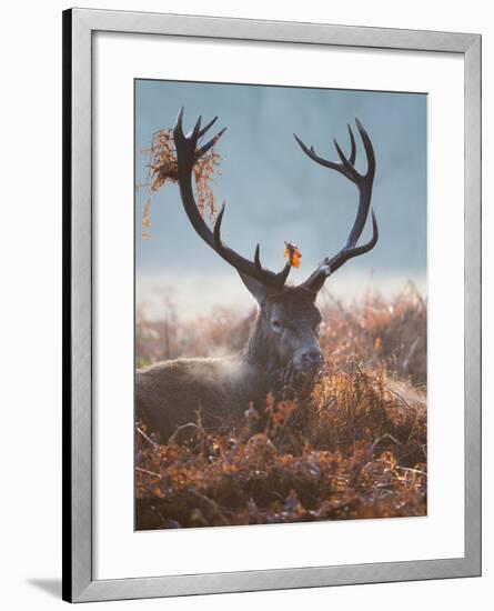 A Red Stag Adorns Himself with Foliage on a Winter Morning in Richmond Park-Alex Saberi-Framed Photographic Print
