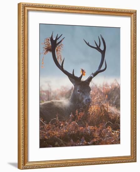 A Red Stag Adorns Himself with Foliage on a Winter Morning in Richmond Park-Alex Saberi-Framed Photographic Print