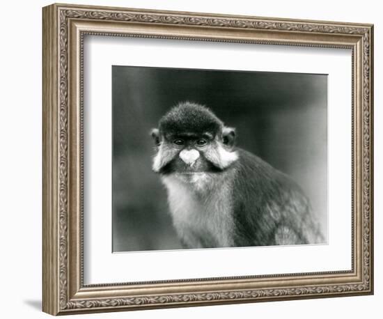 A Red-Tailed/Black-Cheeked White-Nosed/Redtail Monkey or Schmidt's/Red-Tailed Guenon, London Zoo, 1-Frederick William Bond-Framed Giclee Print