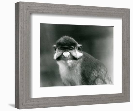 A Red-Tailed/Black-Cheeked White-Nosed/Redtail Monkey or Schmidt's/Red-Tailed Guenon, London Zoo, 1-Frederick William Bond-Framed Giclee Print