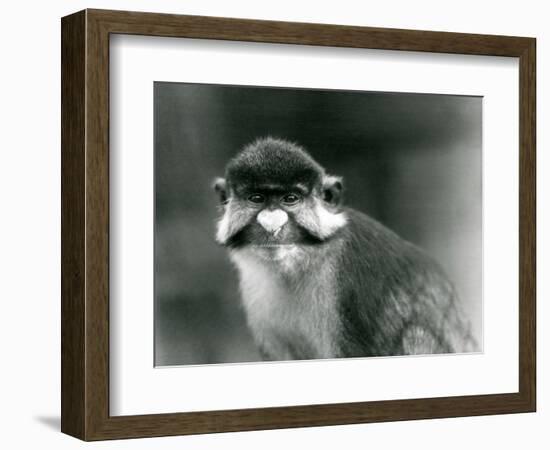 A Red-Tailed/Black-Cheeked White-Nosed/Redtail Monkey or Schmidt's/Red-Tailed Guenon, London Zoo, 1-Frederick William Bond-Framed Giclee Print