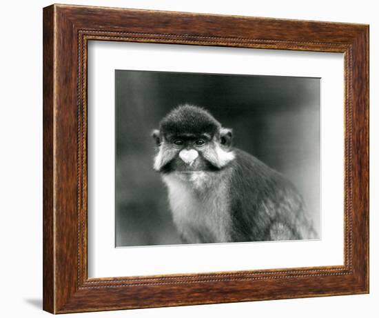 A Red-Tailed/Black-Cheeked White-Nosed/Redtail Monkey or Schmidt's/Red-Tailed Guenon, London Zoo, 1-Frederick William Bond-Framed Giclee Print