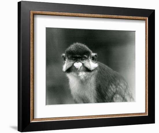 A Red-Tailed/Black-Cheeked White-Nosed/Redtail Monkey or Schmidt's/Red-Tailed Guenon, London Zoo, 1-Frederick William Bond-Framed Giclee Print