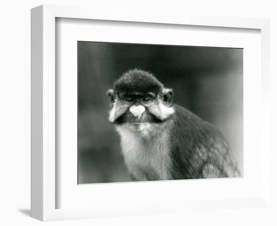 A Red-Tailed/Black-Cheeked White-Nosed/Redtail Monkey or Schmidt's/Red-Tailed Guenon, London Zoo, 1-Frederick William Bond-Framed Giclee Print