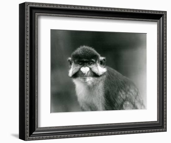 A Red-Tailed/Black-Cheeked White-Nosed/Redtail Monkey or Schmidt's/Red-Tailed Guenon, London Zoo, 1-Frederick William Bond-Framed Giclee Print