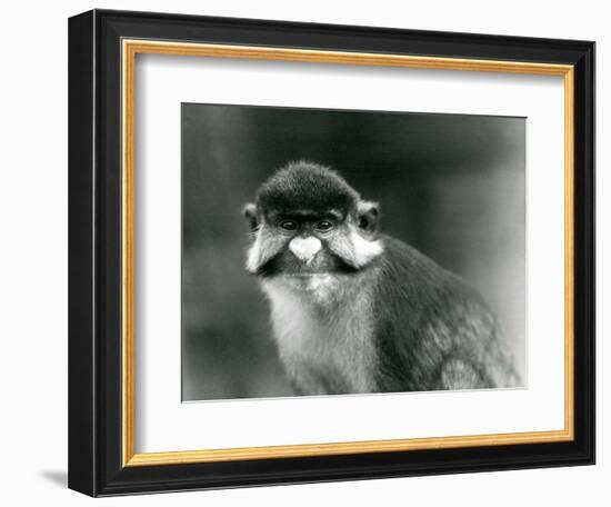 A Red-Tailed/Black-Cheeked White-Nosed/Redtail Monkey or Schmidt's/Red-Tailed Guenon, London Zoo, 1-Frederick William Bond-Framed Giclee Print