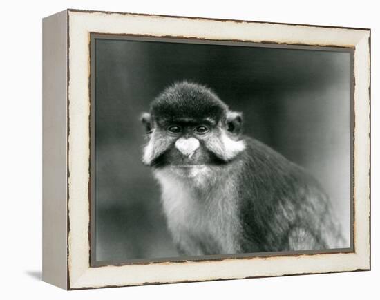 A Red-Tailed/Black-Cheeked White-Nosed/Redtail Monkey or Schmidt's/Red-Tailed Guenon, London Zoo, 1-Frederick William Bond-Framed Premier Image Canvas