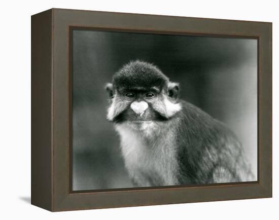 A Red-Tailed/Black-Cheeked White-Nosed/Redtail Monkey or Schmidt's/Red-Tailed Guenon, London Zoo, 1-Frederick William Bond-Framed Premier Image Canvas