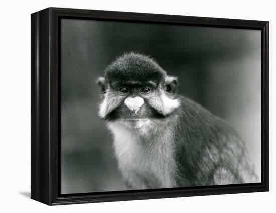 A Red-Tailed/Black-Cheeked White-Nosed/Redtail Monkey or Schmidt's/Red-Tailed Guenon, London Zoo, 1-Frederick William Bond-Framed Premier Image Canvas