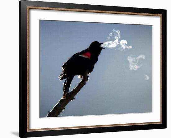 A Red-Winged Blackbird-null-Framed Photographic Print