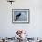 A Red-Winged Blackbird-null-Framed Photographic Print displayed on a wall