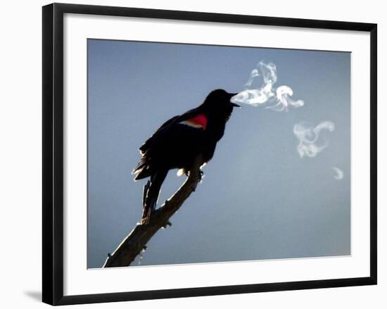 A Red-Winged Blackbird-null-Framed Photographic Print