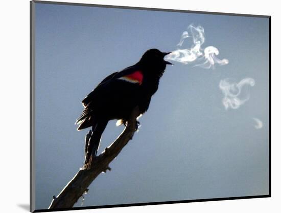 A Red-Winged Blackbird-null-Mounted Photographic Print