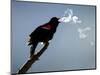 A Red-Winged Blackbird-null-Mounted Photographic Print