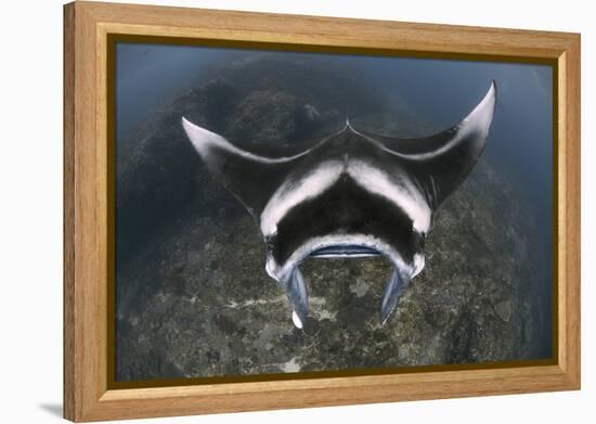 A Reef Manta Ray Swimming Above a Reef Top, Indonesia-Stocktrek Images-Framed Premier Image Canvas