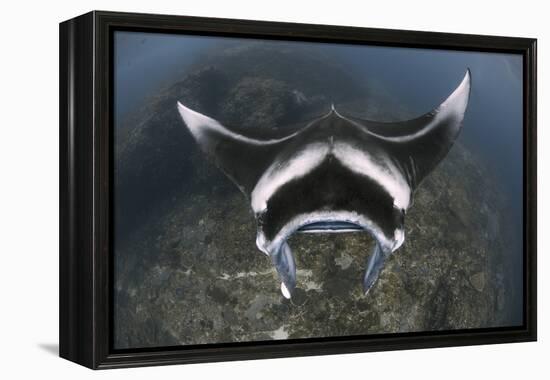 A Reef Manta Ray Swimming Above a Reef Top, Indonesia-Stocktrek Images-Framed Premier Image Canvas