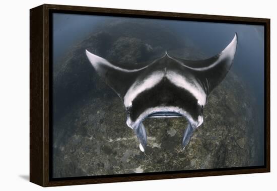 A Reef Manta Ray Swimming Above a Reef Top, Indonesia-Stocktrek Images-Framed Premier Image Canvas