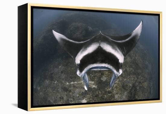 A Reef Manta Ray Swimming Above a Reef Top, Indonesia-Stocktrek Images-Framed Premier Image Canvas