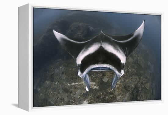 A Reef Manta Ray Swimming Above a Reef Top, Indonesia-Stocktrek Images-Framed Premier Image Canvas