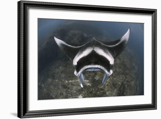 A Reef Manta Ray Swimming Above a Reef Top, Indonesia-Stocktrek Images-Framed Photographic Print