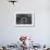 A Reef Manta Ray Swimming Above a Reef Top, Indonesia-Stocktrek Images-Framed Photographic Print displayed on a wall