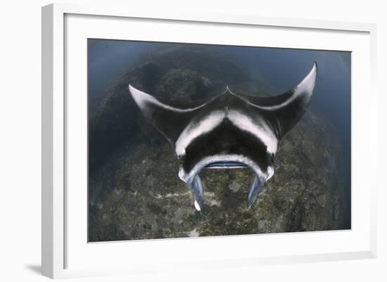 A Reef Manta Ray Swimming Above a Reef Top, Indonesia-Stocktrek Images-Framed Photographic Print