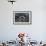 A Reef Manta Ray Swimming Above a Reef Top, Indonesia-Stocktrek Images-Framed Photographic Print displayed on a wall