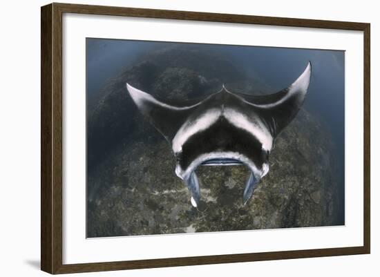 A Reef Manta Ray Swimming Above a Reef Top, Indonesia-Stocktrek Images-Framed Photographic Print