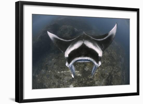 A Reef Manta Ray Swimming Above a Reef Top, Indonesia-Stocktrek Images-Framed Photographic Print