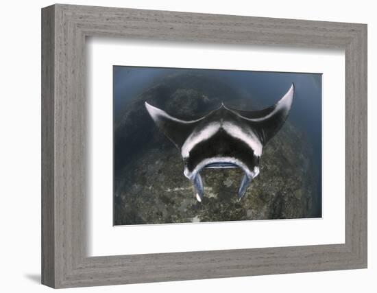 A Reef Manta Ray Swimming Above a Reef Top, Indonesia-Stocktrek Images-Framed Photographic Print