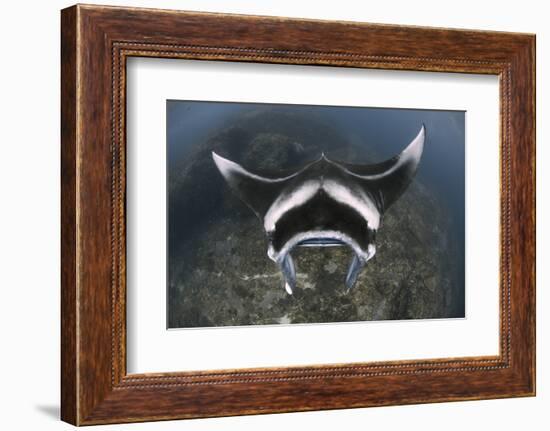 A Reef Manta Ray Swimming Above a Reef Top, Indonesia-Stocktrek Images-Framed Photographic Print