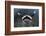 A Reef Manta Ray Swimming Above a Reef Top, Indonesia-Stocktrek Images-Framed Photographic Print