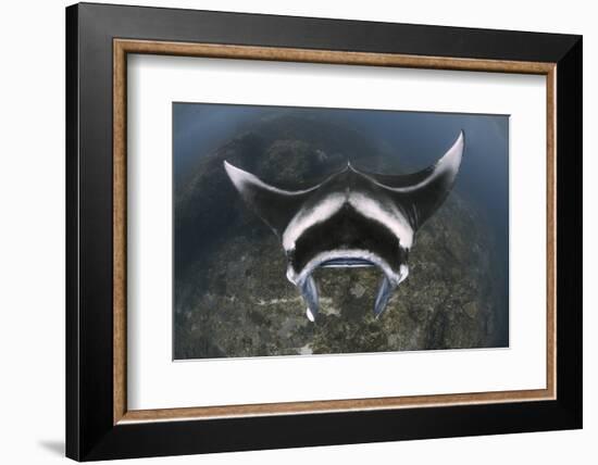 A Reef Manta Ray Swimming Above a Reef Top, Indonesia-Stocktrek Images-Framed Photographic Print