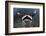 A Reef Manta Ray Swimming Above a Reef Top, Indonesia-Stocktrek Images-Framed Photographic Print