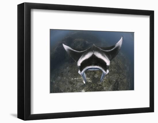 A Reef Manta Ray Swimming Above a Reef Top, Indonesia-Stocktrek Images-Framed Photographic Print