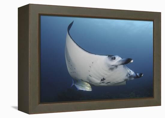 A Reef Manta Ray Swimming in Komodo National Park, Indonesia-Stocktrek Images-Framed Premier Image Canvas