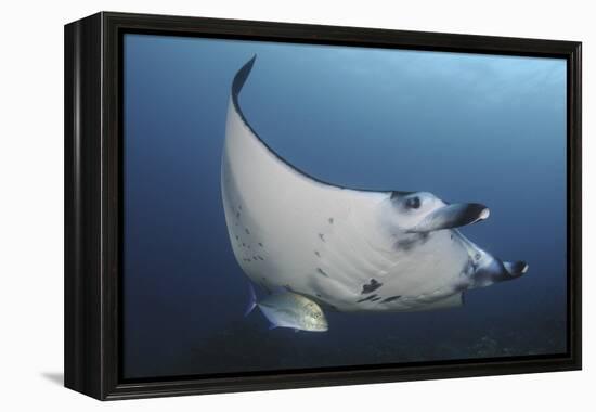 A Reef Manta Ray Swimming in Komodo National Park, Indonesia-Stocktrek Images-Framed Premier Image Canvas