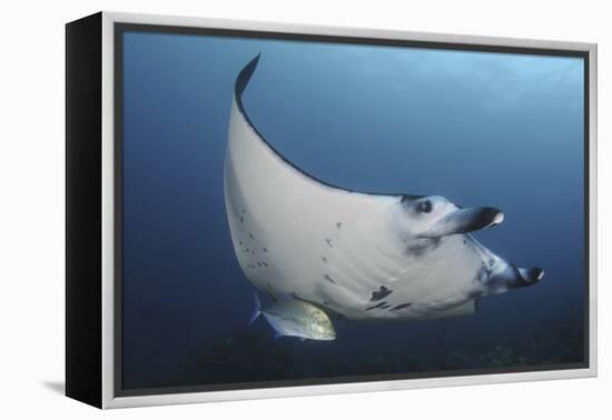 A Reef Manta Ray Swimming in Komodo National Park, Indonesia-Stocktrek Images-Framed Premier Image Canvas