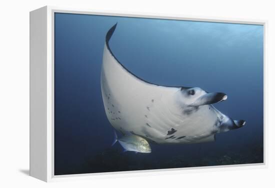 A Reef Manta Ray Swimming in Komodo National Park, Indonesia-Stocktrek Images-Framed Premier Image Canvas