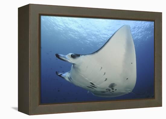 A Reef Manta Ray Swimming in Komodo National Park, Indonesia-Stocktrek Images-Framed Premier Image Canvas