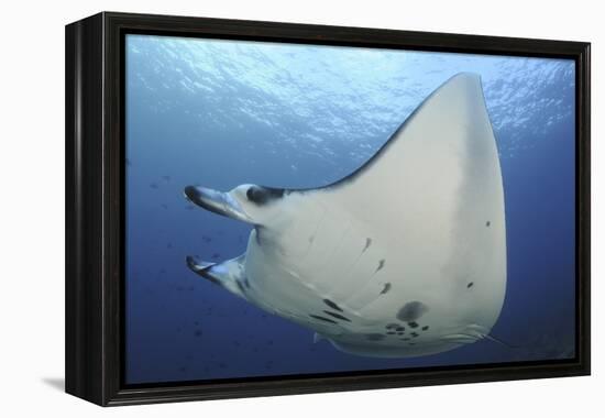 A Reef Manta Ray Swimming in Komodo National Park, Indonesia-Stocktrek Images-Framed Premier Image Canvas