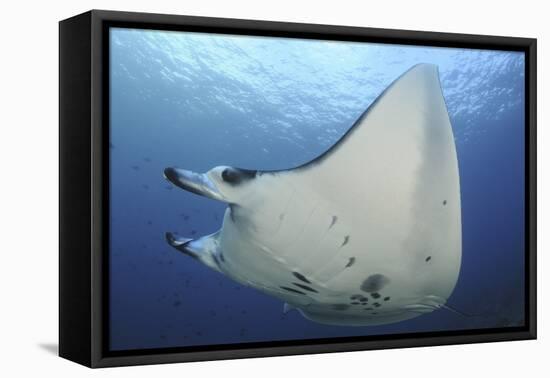 A Reef Manta Ray Swimming in Komodo National Park, Indonesia-Stocktrek Images-Framed Premier Image Canvas