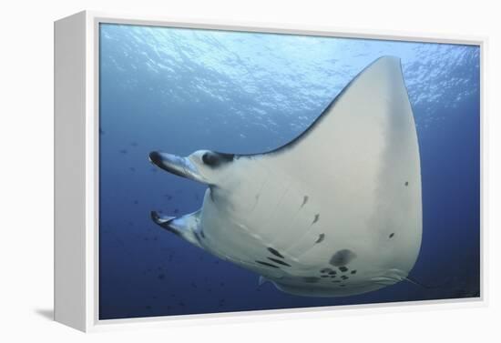 A Reef Manta Ray Swimming in Komodo National Park, Indonesia-Stocktrek Images-Framed Premier Image Canvas