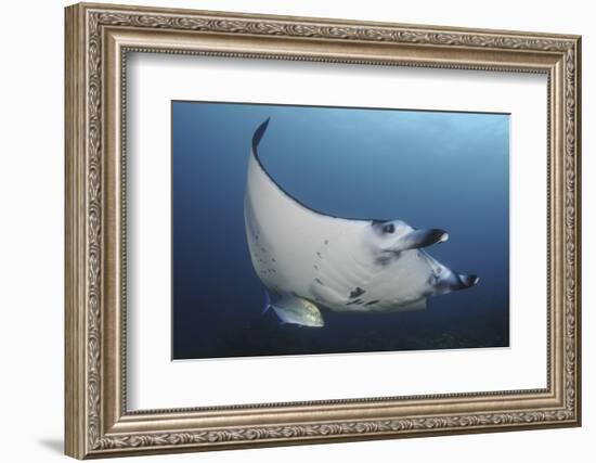 A Reef Manta Ray Swimming in Komodo National Park, Indonesia-Stocktrek Images-Framed Photographic Print