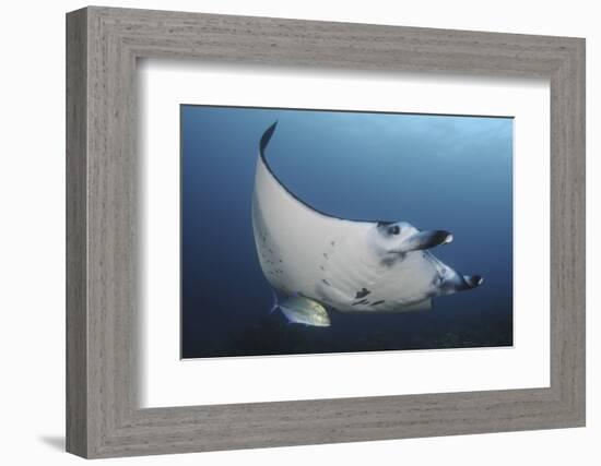 A Reef Manta Ray Swimming in Komodo National Park, Indonesia-Stocktrek Images-Framed Photographic Print