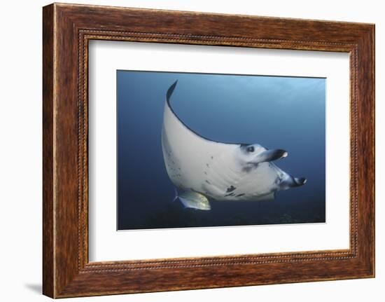 A Reef Manta Ray Swimming in Komodo National Park, Indonesia-Stocktrek Images-Framed Photographic Print