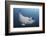 A Reef Manta Ray Swimming in Komodo National Park, Indonesia-Stocktrek Images-Framed Photographic Print