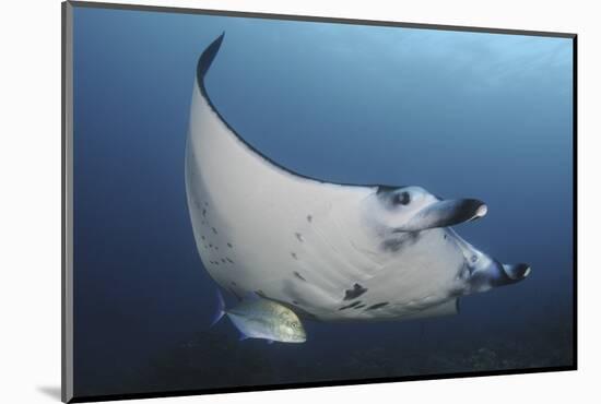 A Reef Manta Ray Swimming in Komodo National Park, Indonesia-Stocktrek Images-Mounted Photographic Print