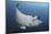 A Reef Manta Ray Swimming in Komodo National Park, Indonesia-Stocktrek Images-Mounted Photographic Print